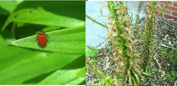 bug on leaf, tall grass