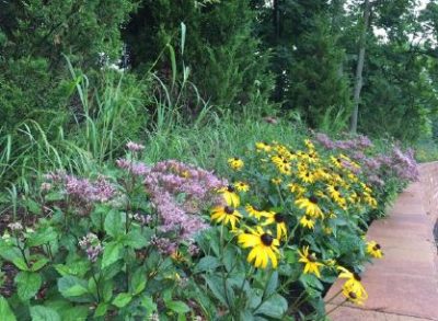 flowers and tall grass in sustainable landscape